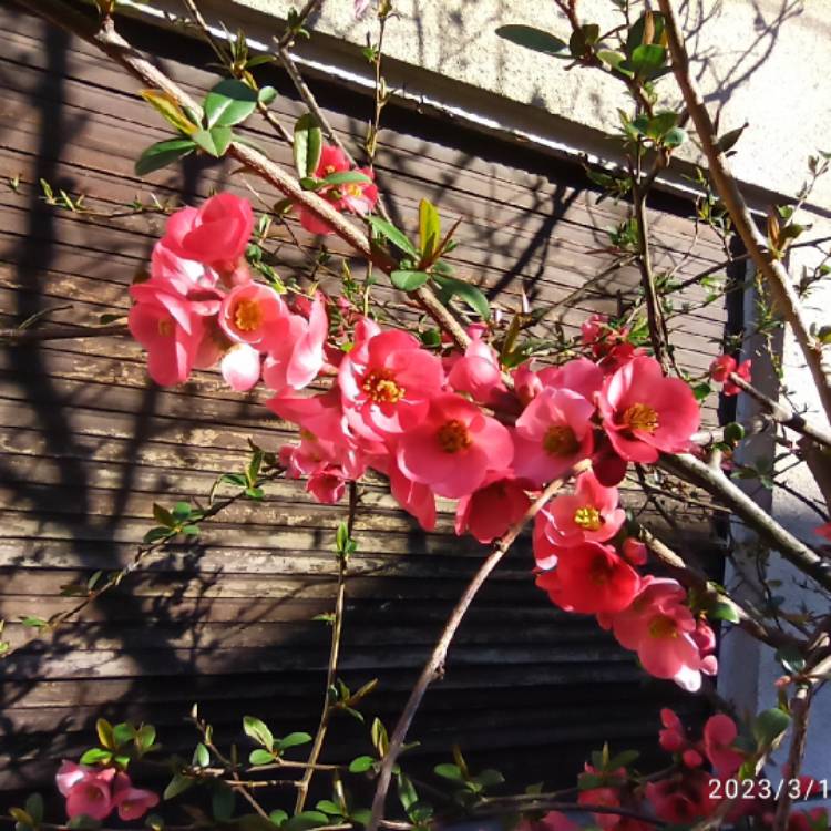 plant image 1652095 plant image 1652095