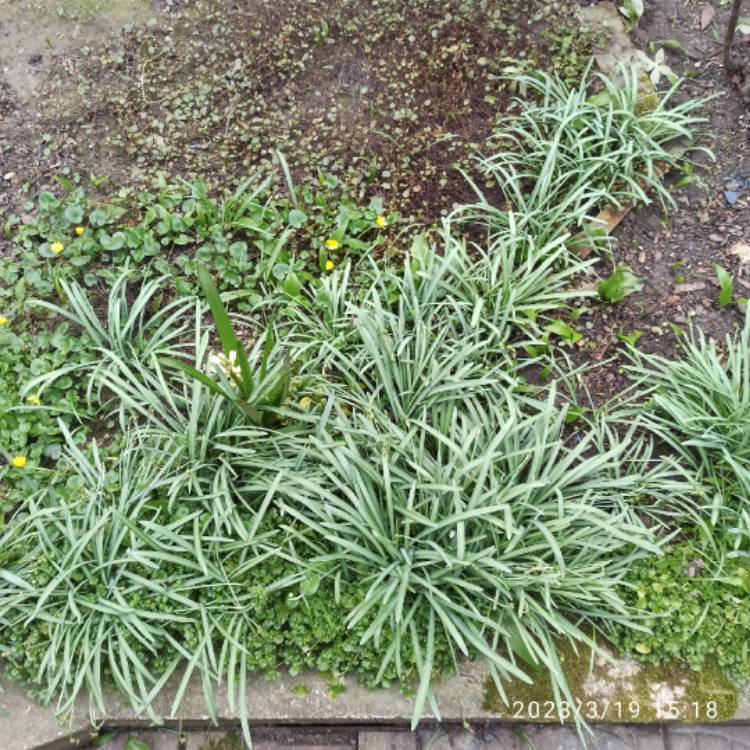 plant image 1652327