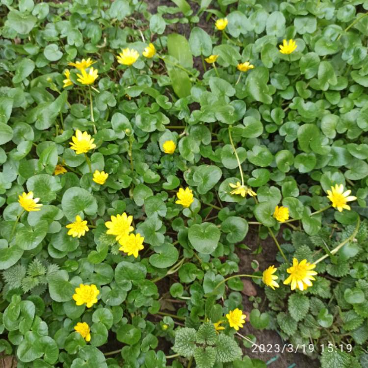 plant image 1652329 plant image 1652329