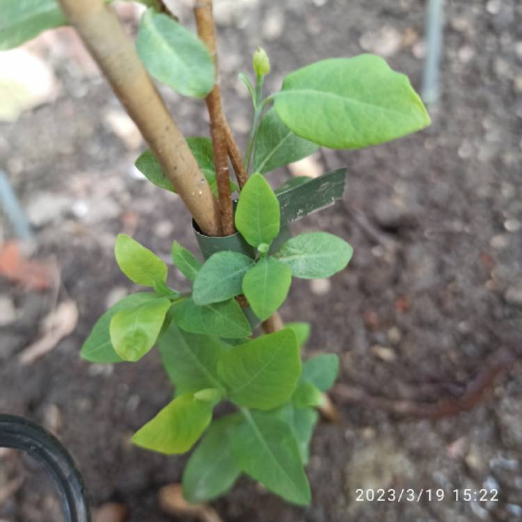 Plant image Lonicera x heckrottii 'American Beauty'