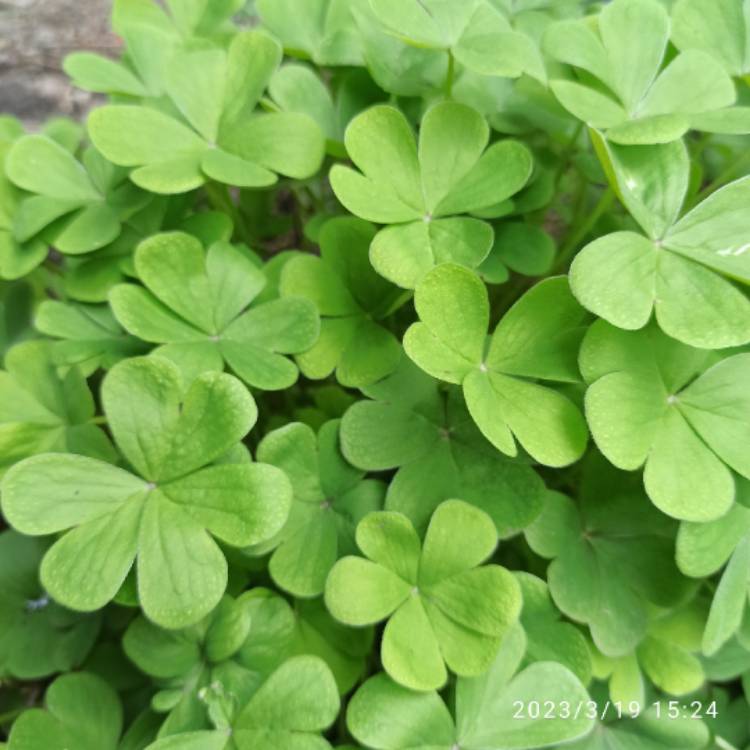 plant image 1652344 plant image 1652344
