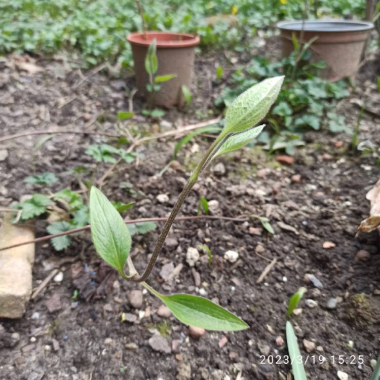 plant image 1652387 plant image 1652387