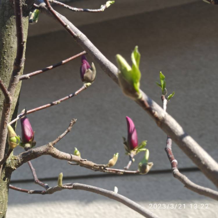 plant image 1652640 plant image 1652640