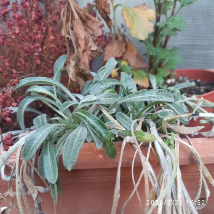 plant image 1652769 plant image 1652769