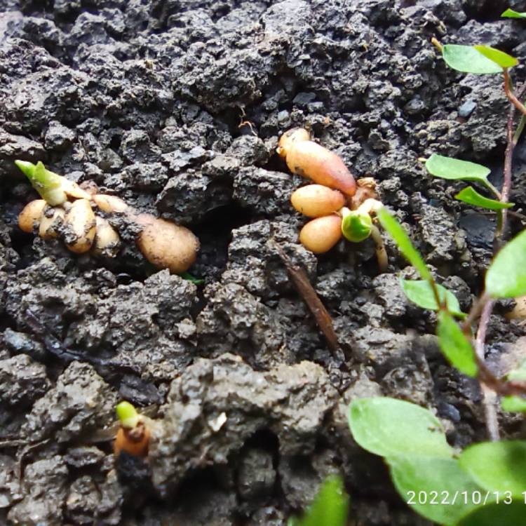 plant image 1652826 plant image 1652826