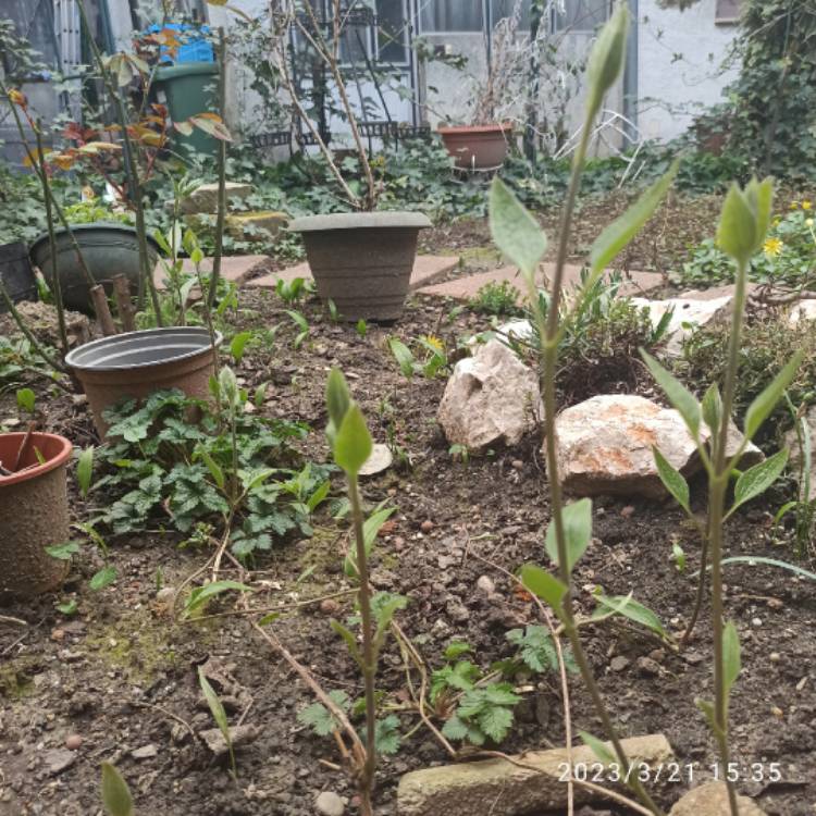 plant image 1652835 plant image 1652835
