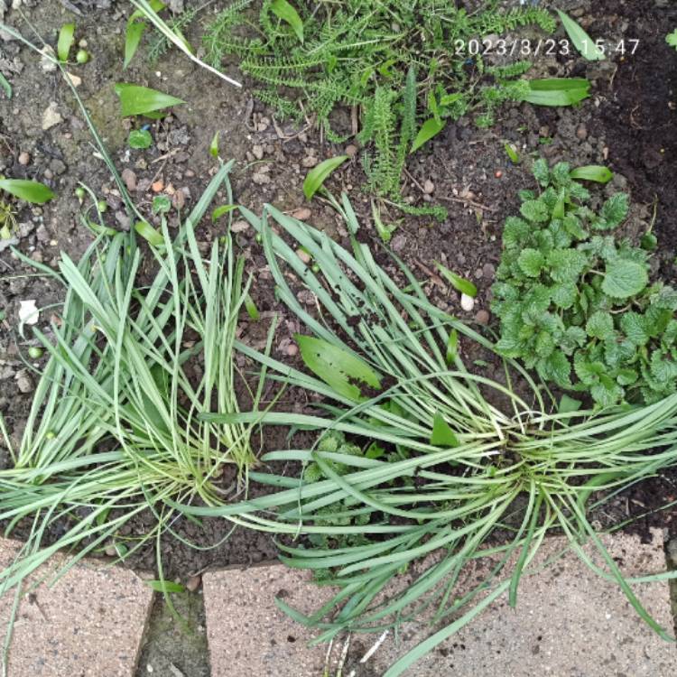 plant image 1652993