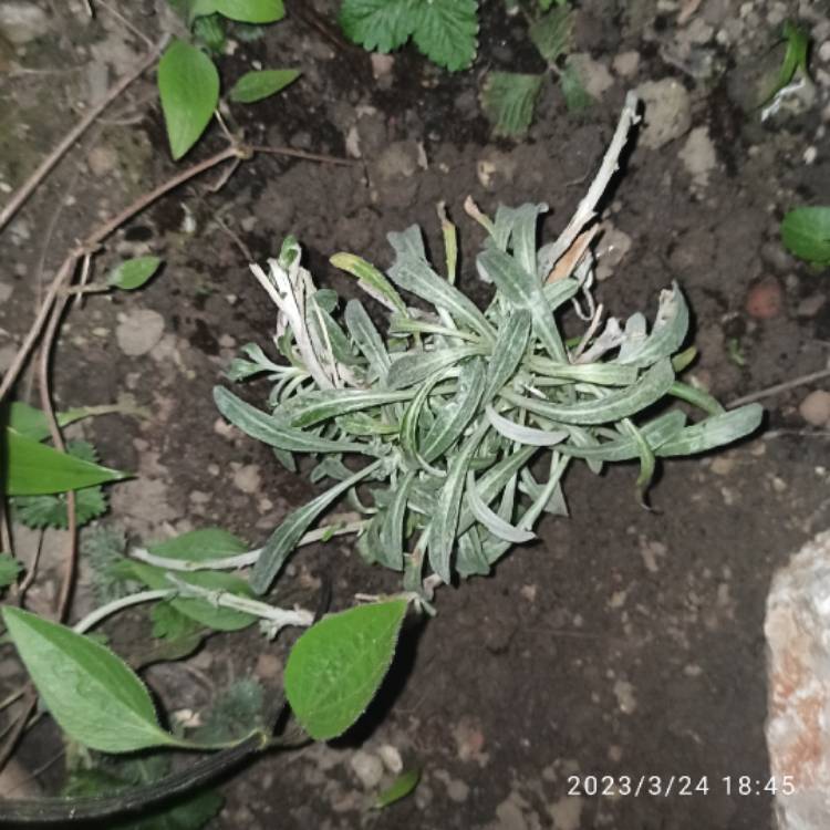 plant image 1653155 plant image 1653155