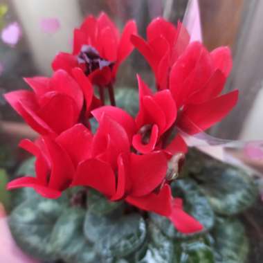Florist's Cyclamen (Non-Hardy)
