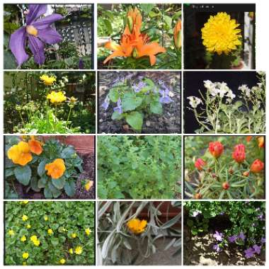 Sanja's garden