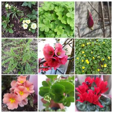 Sanja's garden
