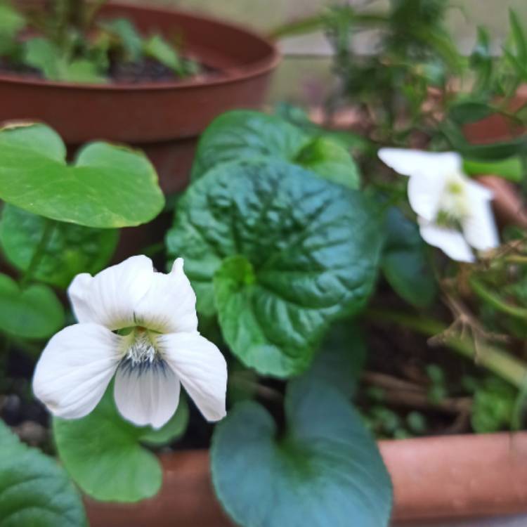 plant image 1660047 plant image 1660047