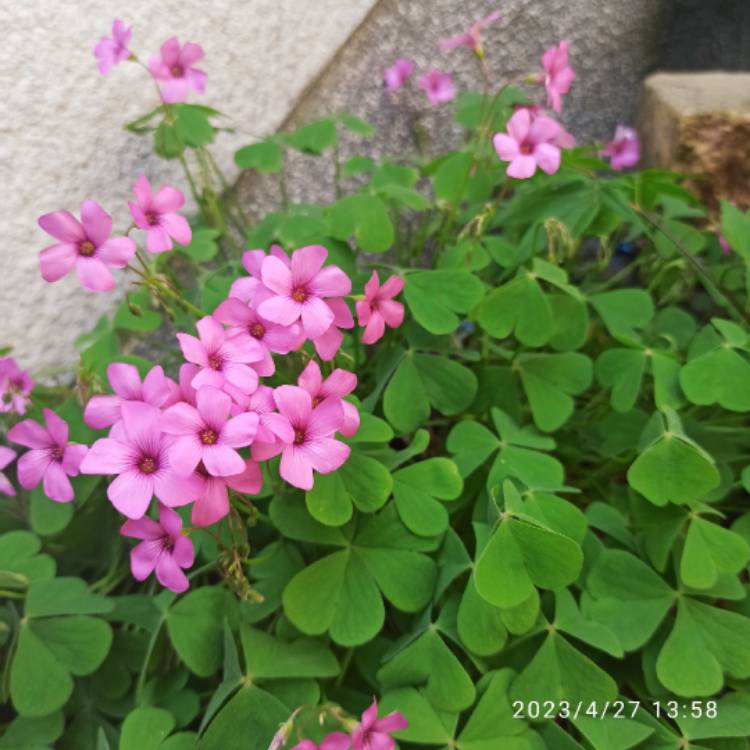 plant image 1660054 plant image 1660054