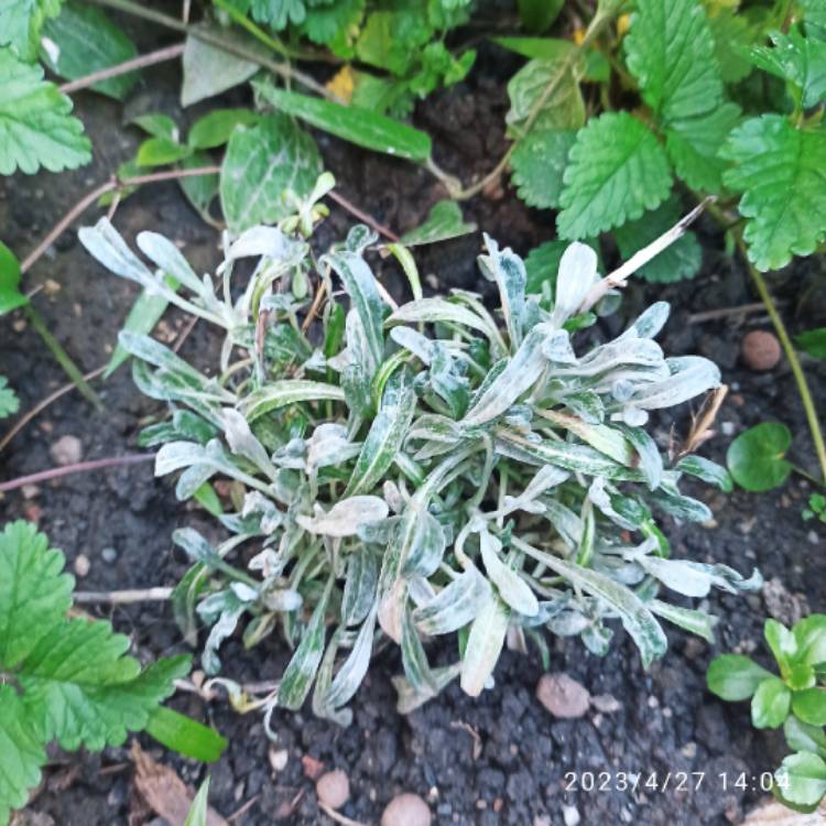 plant image 1660063 plant image 1660063