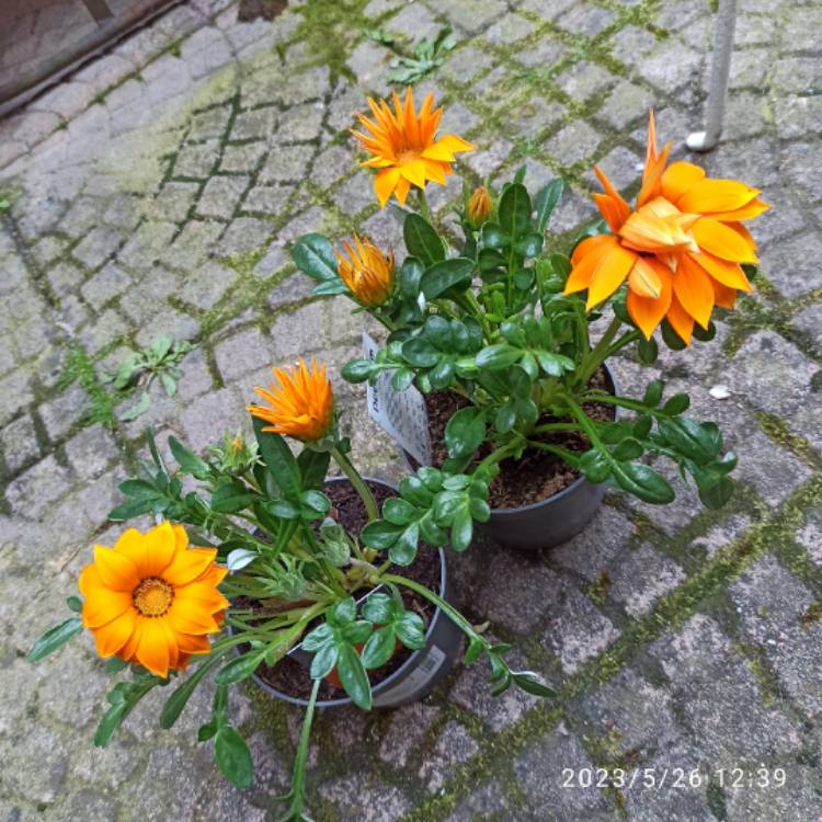 plant image 1667411 plant image 1667411