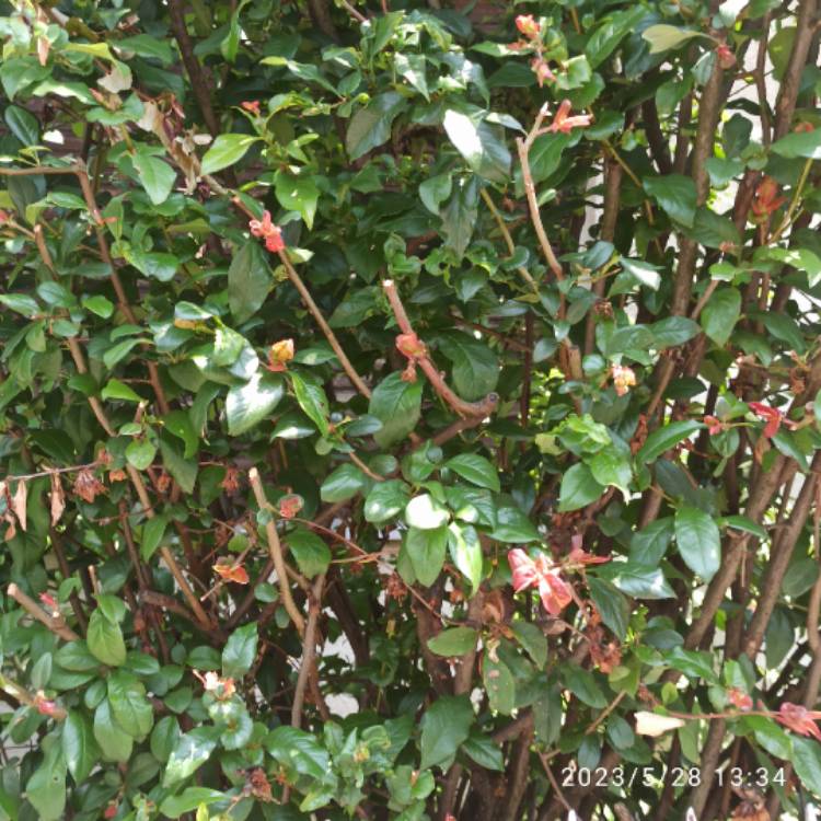 plant image 1667950 plant image 1667950