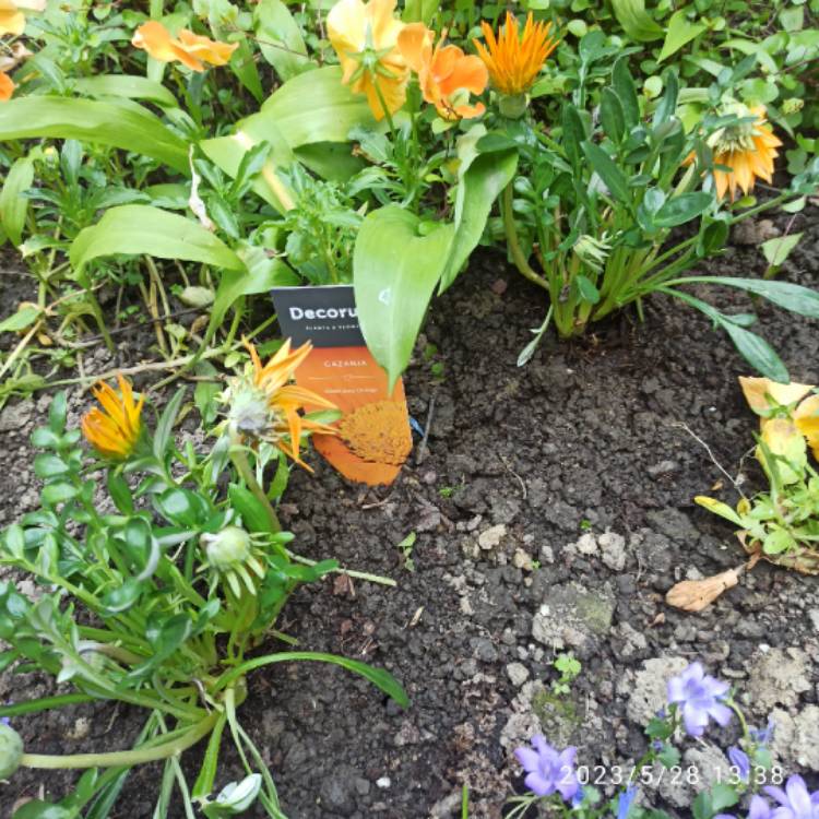 plant image 1667954 plant image 1667954