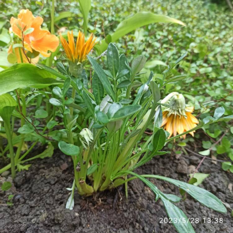 plant image 1667955 plant image 1667955