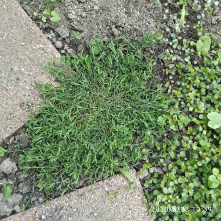 plant image 1667967 plant image 1667967