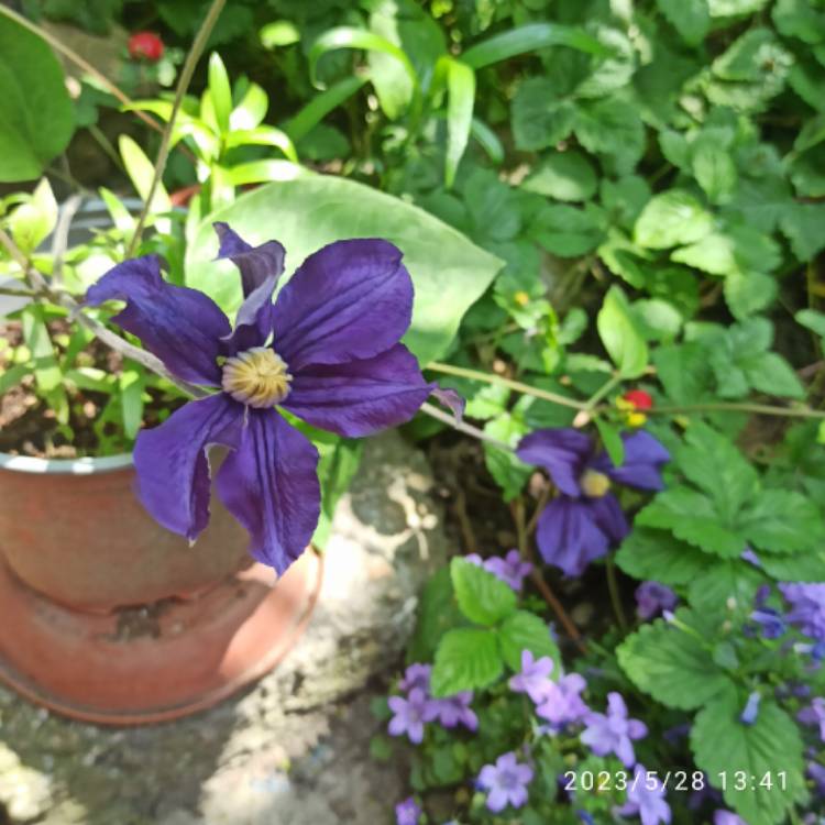 plant image 1667973 plant image 1667973
