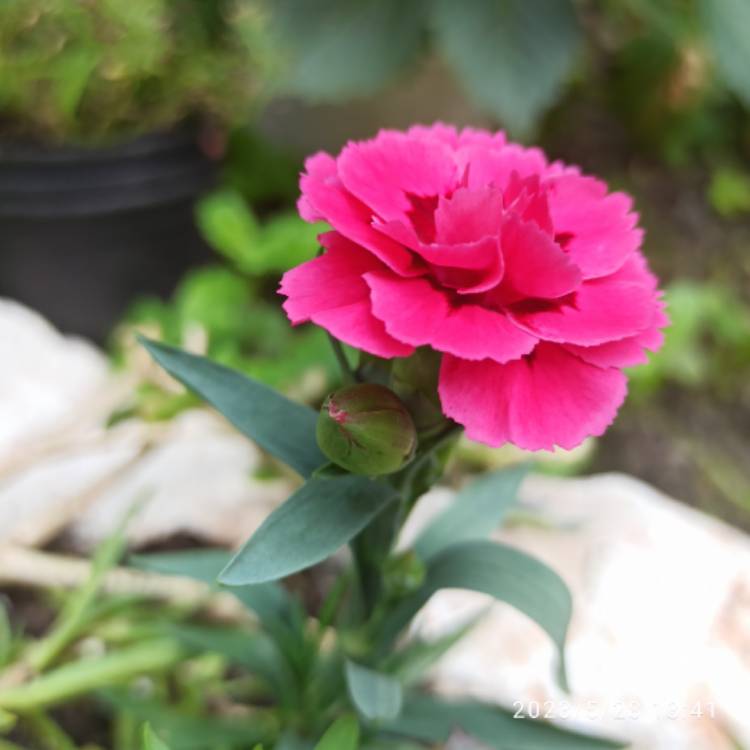 plant image 1667988 plant image 1667988