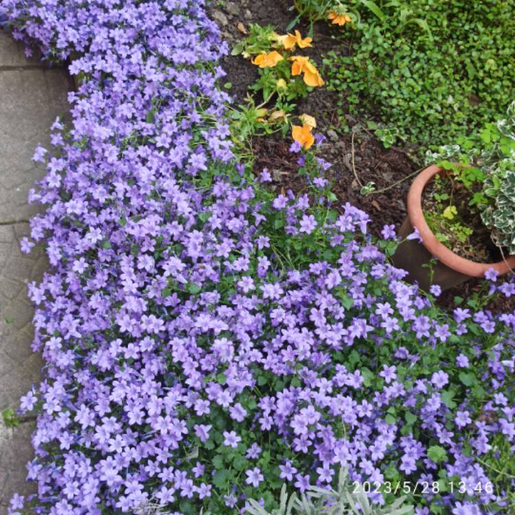 plant image 1668004 plant image 1668004