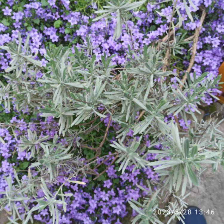 plant image 1668005 plant image 1668005