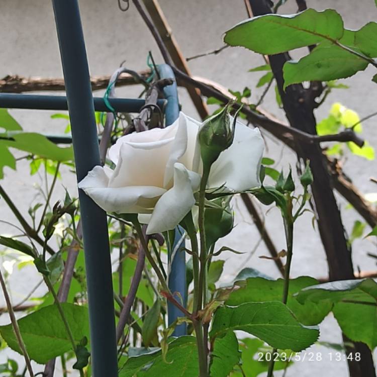plant image 1668013 plant image 1668013