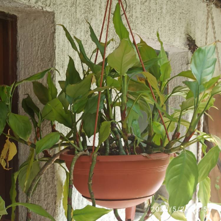 plant image 1668019 plant image 1668019