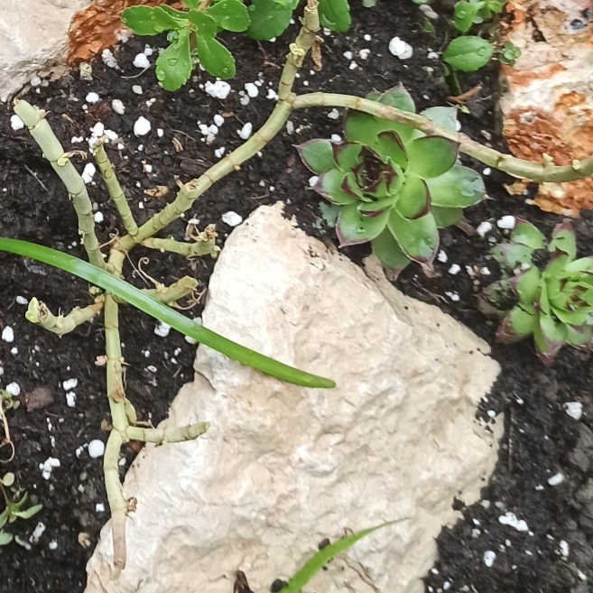 plant image 1668089 plant image 1668089