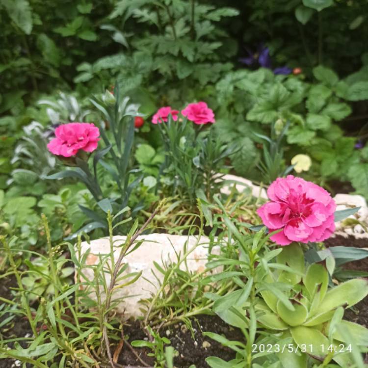 plant image 1668614 plant image 1668614