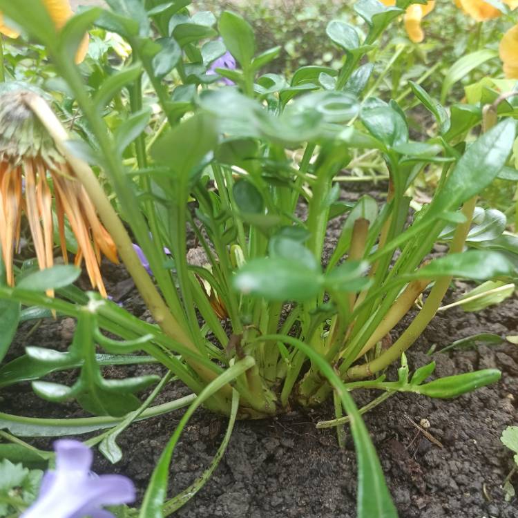 plant image 1668616 plant image 1668616