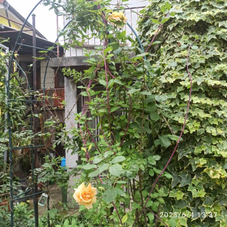 plant image 1670277 plant image 1670277