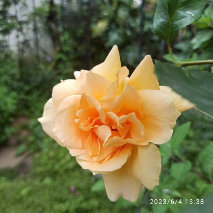 plant image 1670278 plant image 1670278