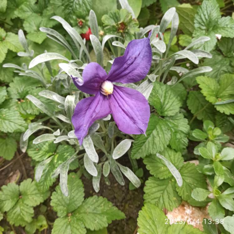 plant image 1670280 plant image 1670280