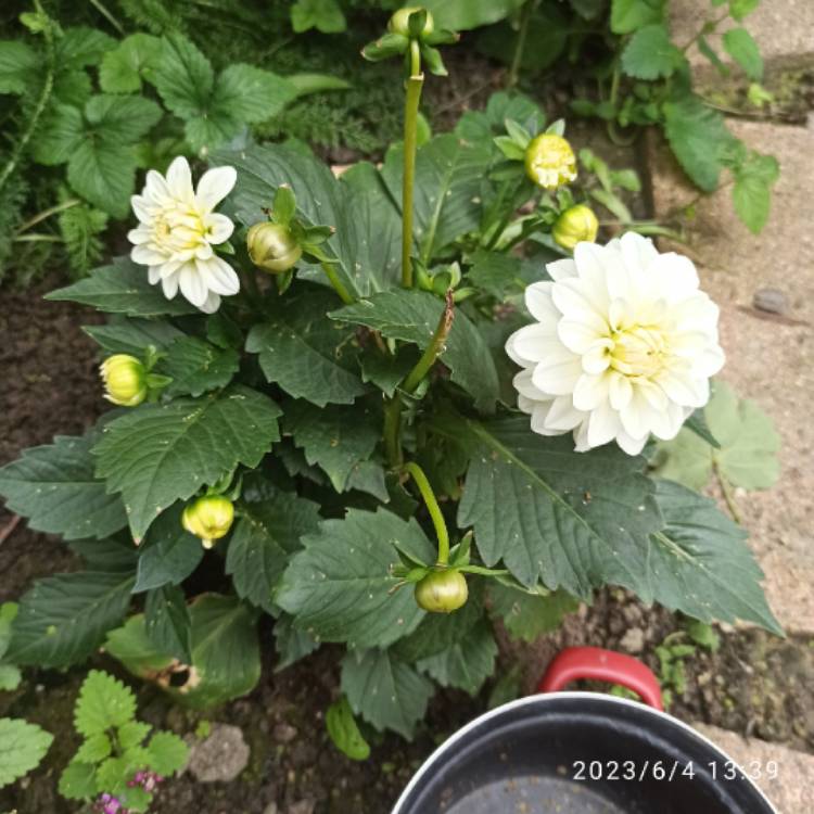 plant image 1670281 plant image 1670281