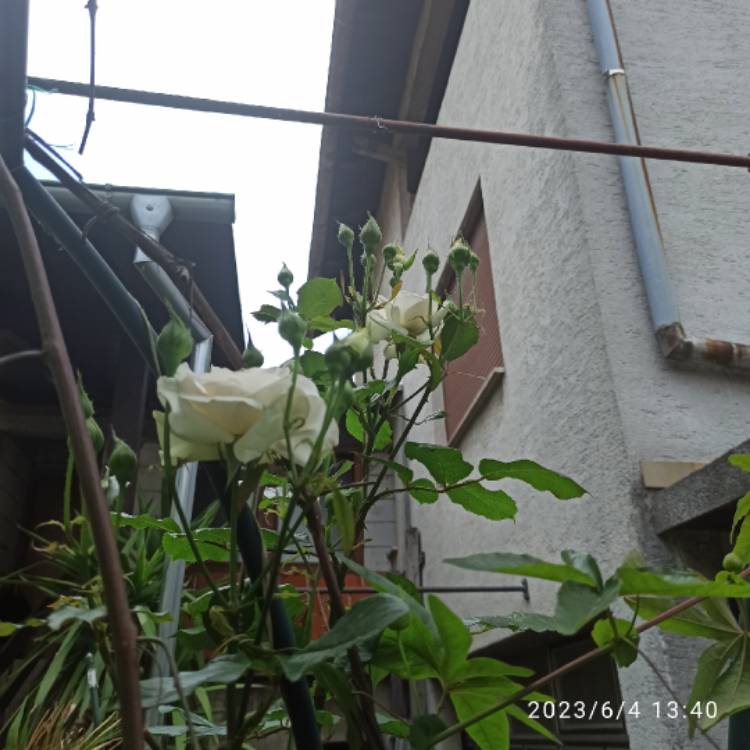 plant image 1670282 plant image 1670282