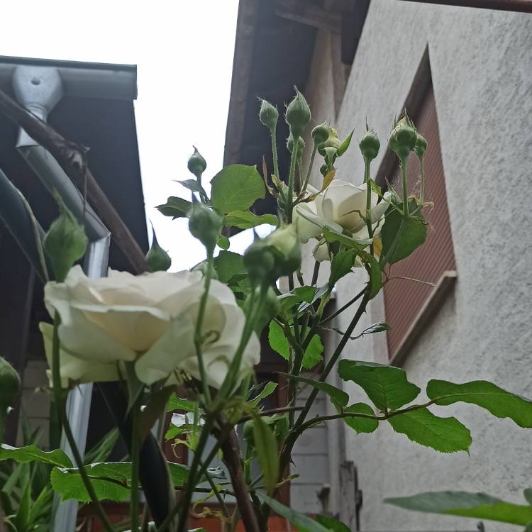 plant image 1670283 plant image 1670283
