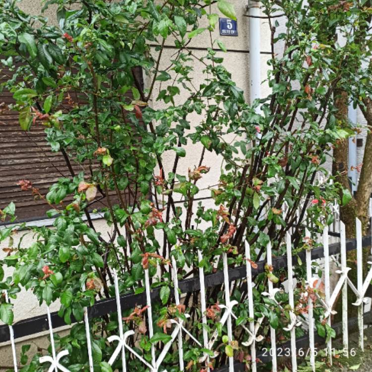 plant image 1670336 plant image 1670336