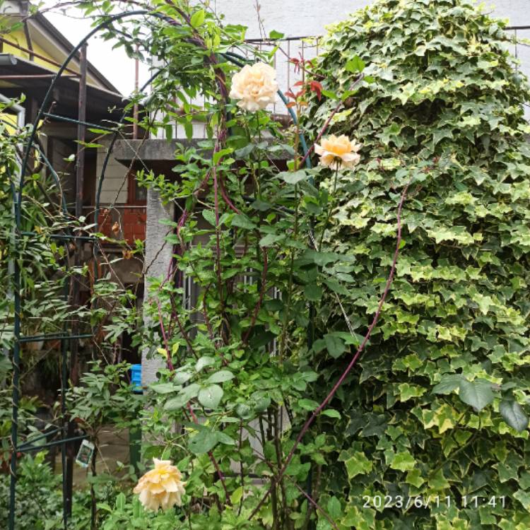 plant image 1671912 plant image 1671912