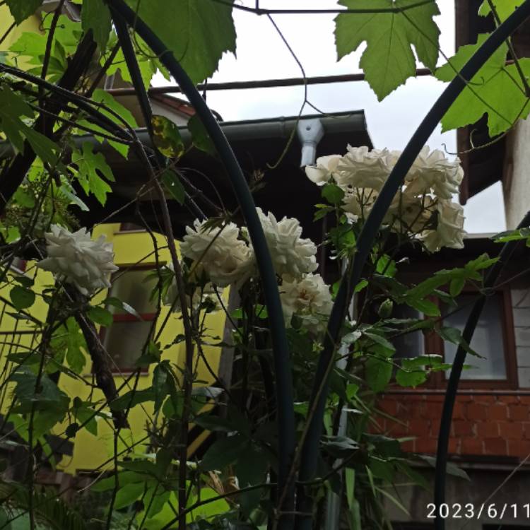 plant image 1671917 plant image 1671917