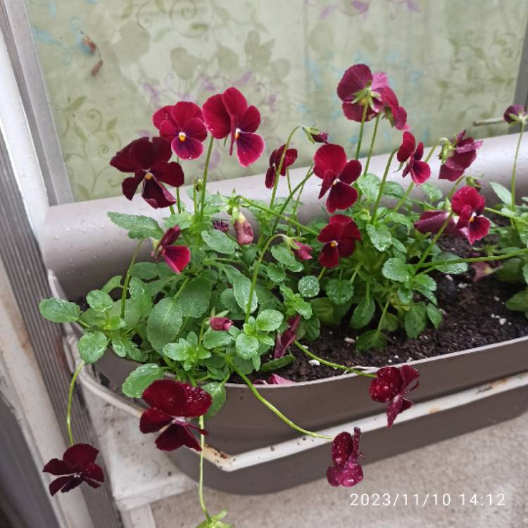 plant image 1693372 plant image 1693372