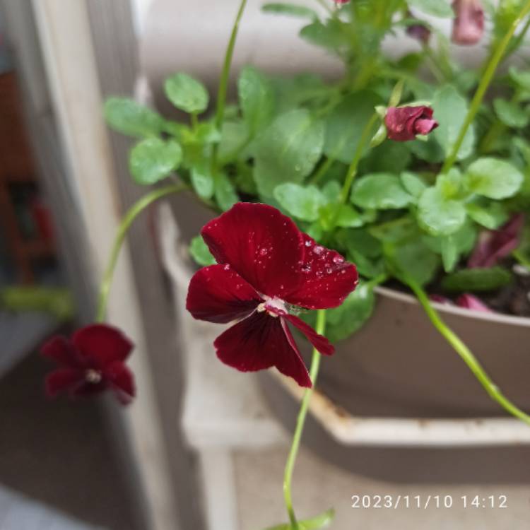 plant image 1693373 plant image 1693373