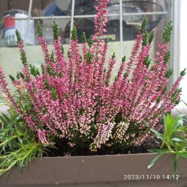 Calluna vulgaris