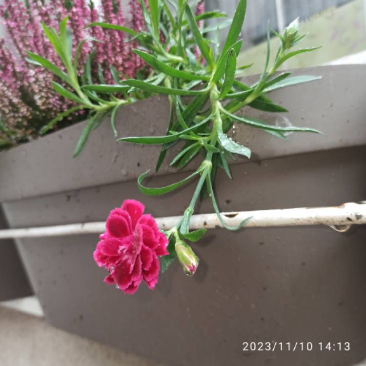 plant image 1693379 plant image 1693379