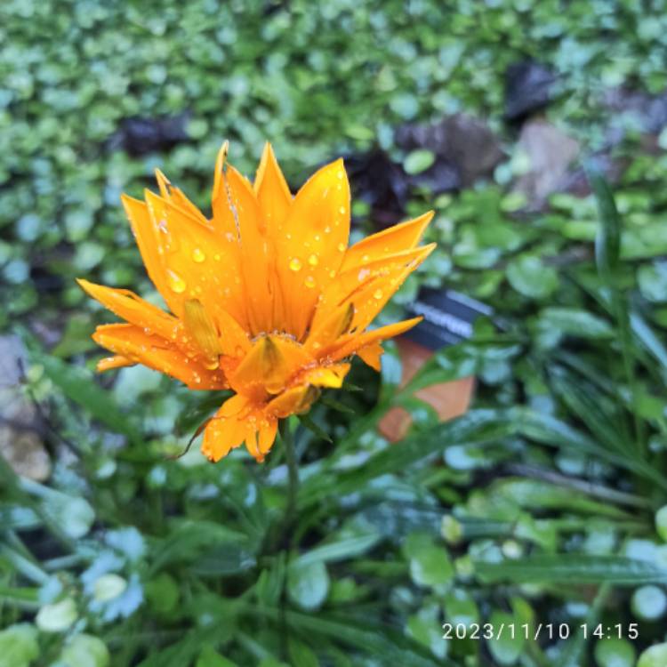 plant image 1693383 plant image 1693383