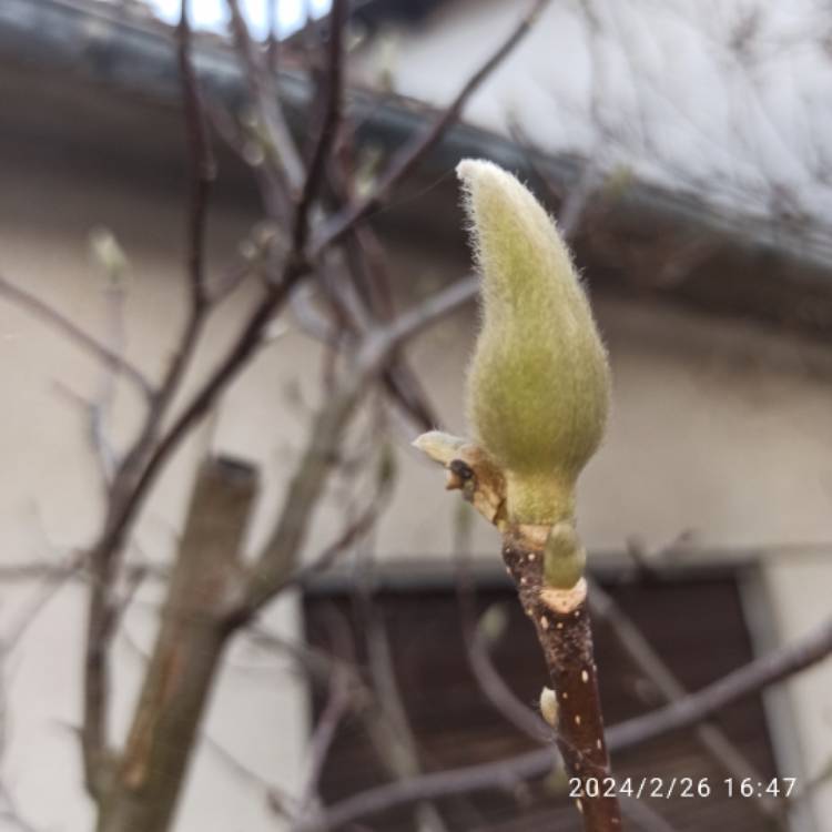 plant image 1701355 plant image 1701355