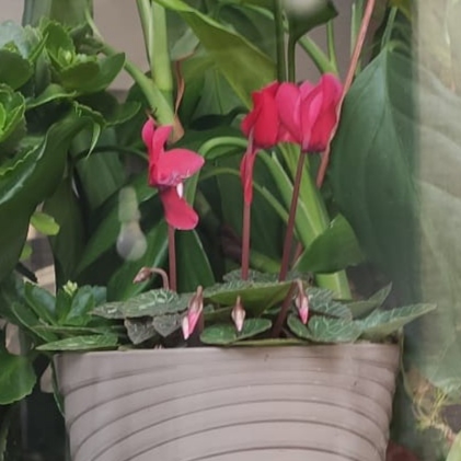 plant image 1701360 plant image 1701360