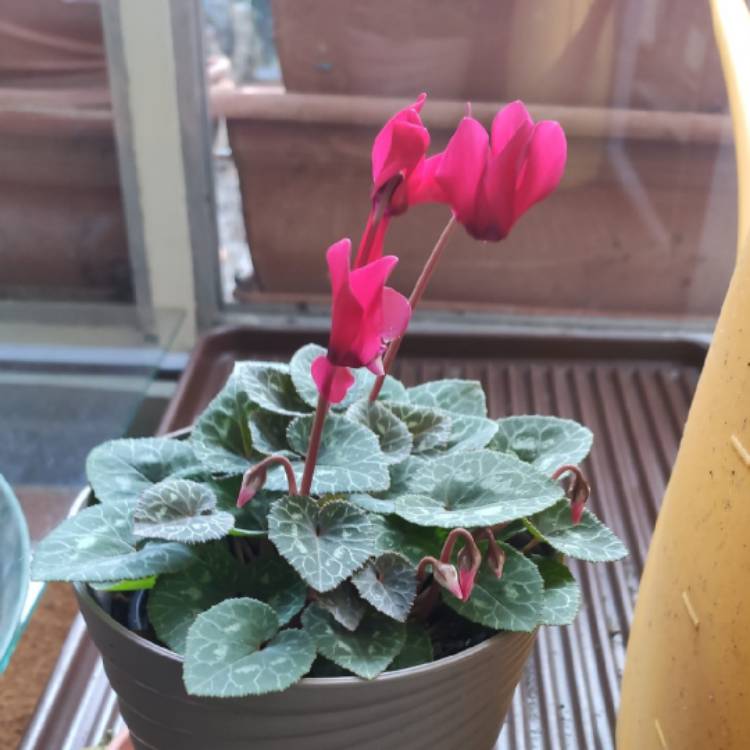 plant image 1701364 plant image 1701364