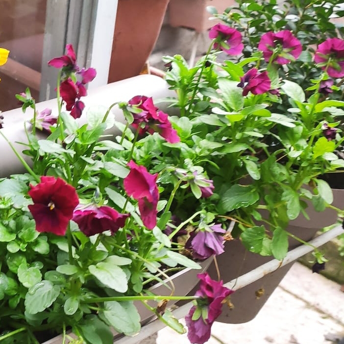 plant image 1701375 plant image 1701375
